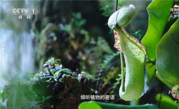 植物医生首登央视  演绎纯净美肌护肤哲学